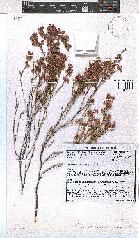 Erica melanacme image