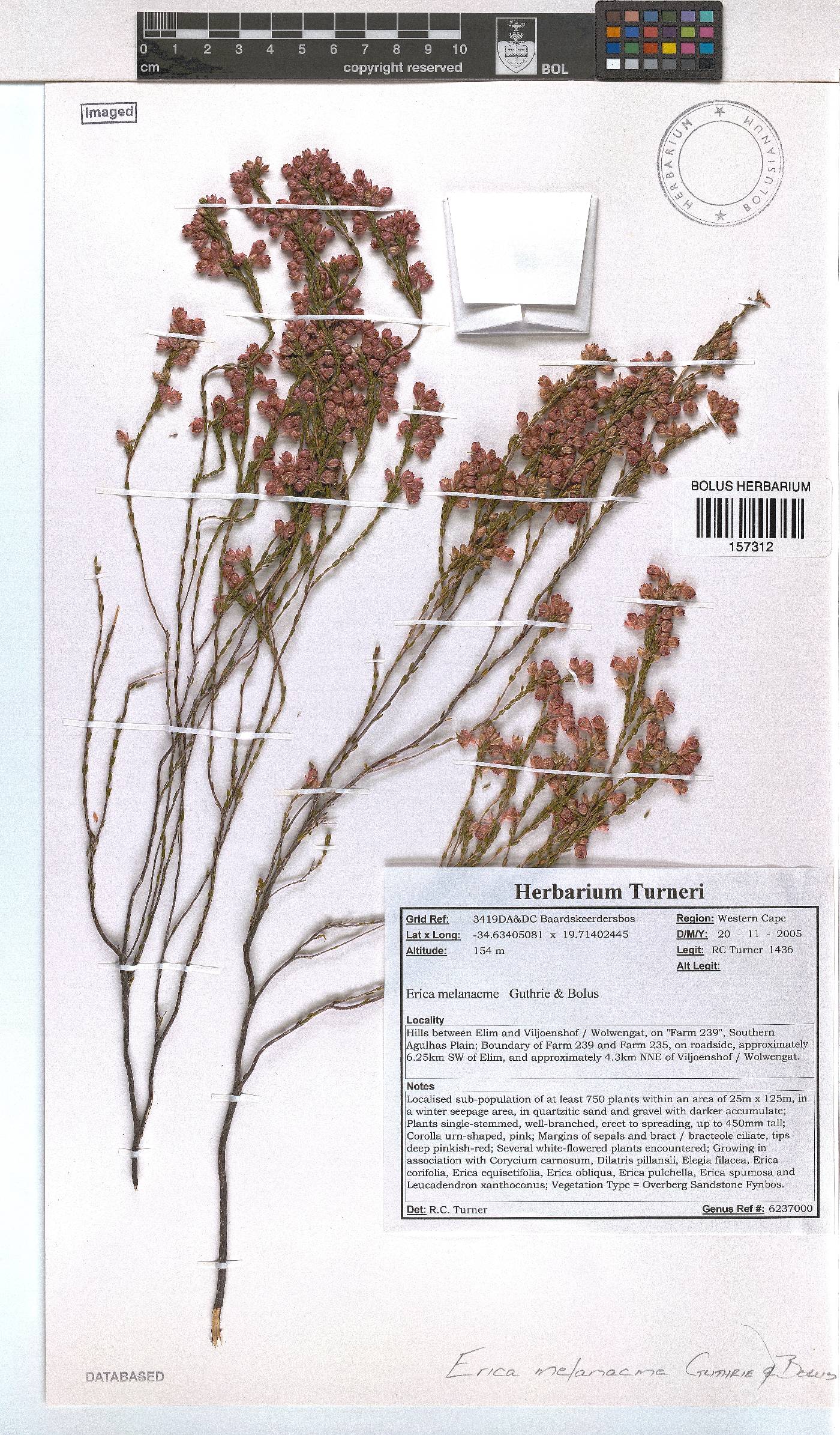 Erica melanacme image