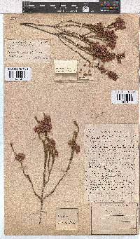 Erica melanacme image