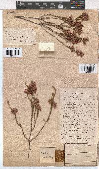 Erica melanacme image