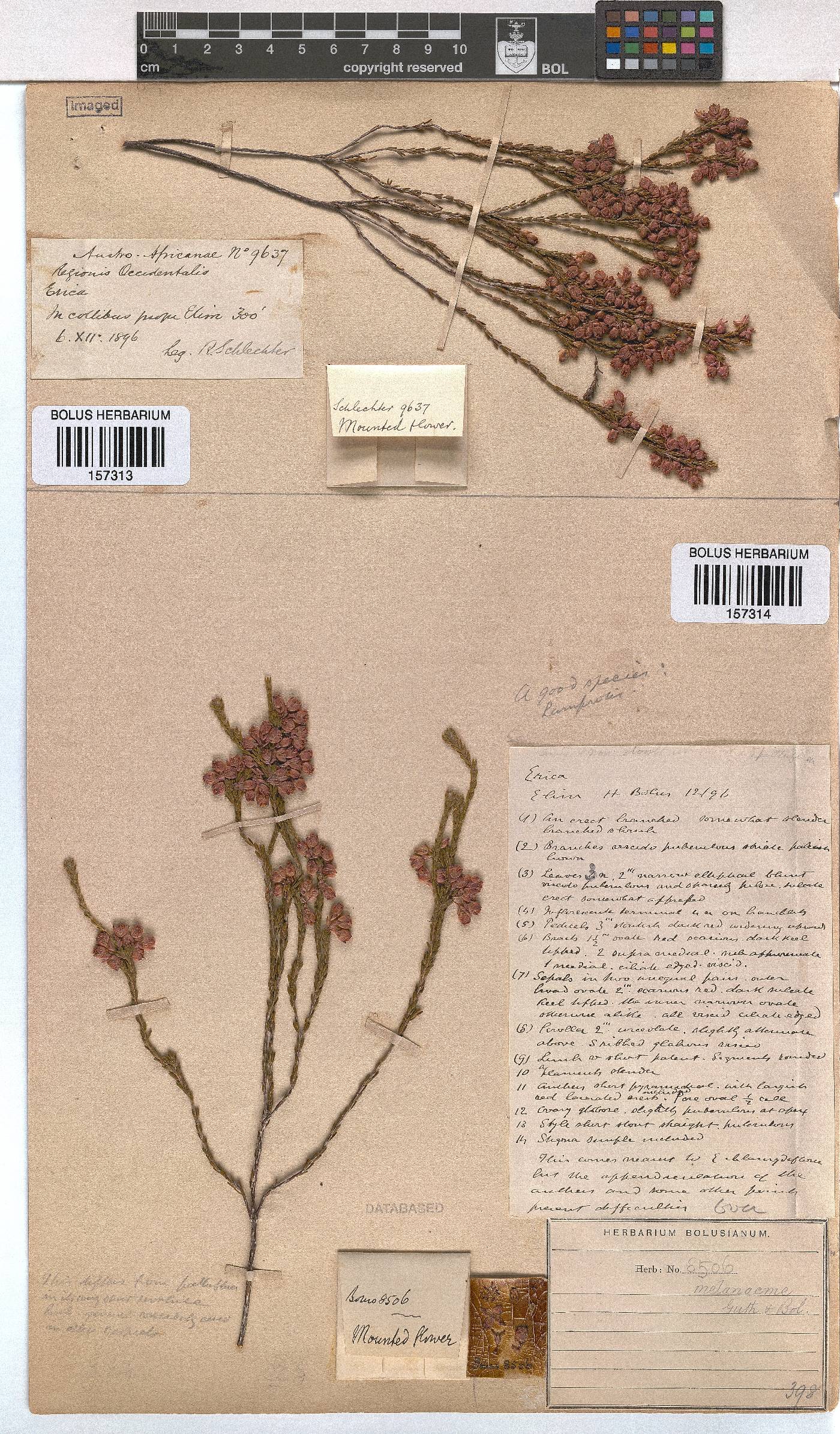 Erica melanacme image