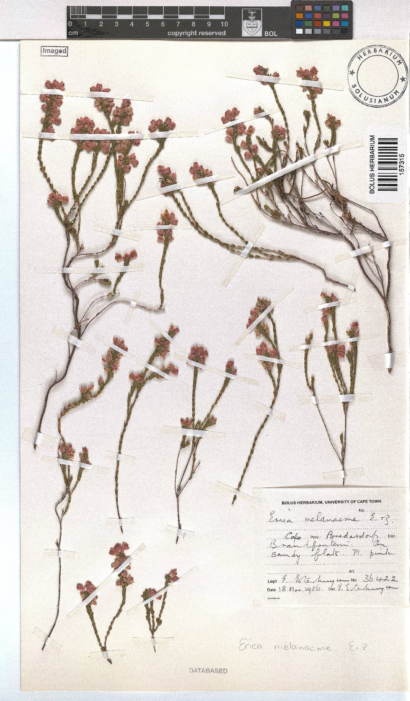 Erica melanacme image