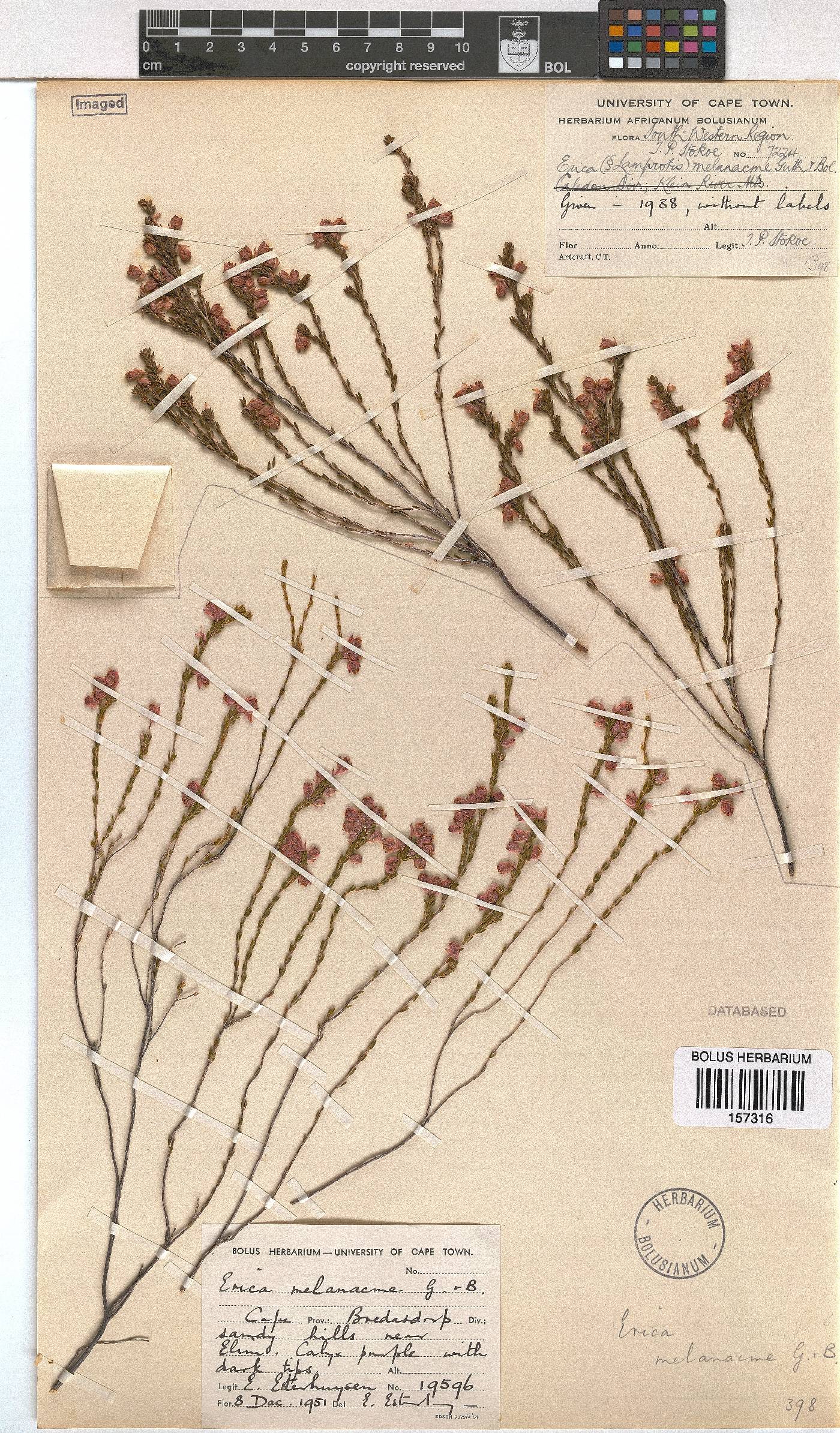 Erica melanacme image