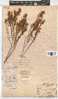 Erica melanacme image