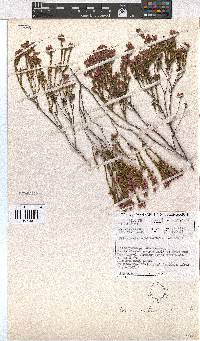 Erica melanacme image