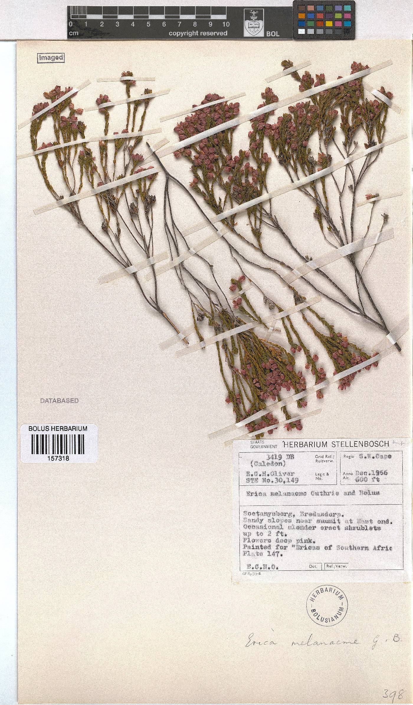 Erica melanacme image