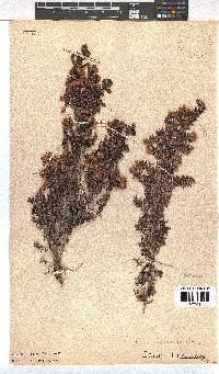 Erica lerouxiae image