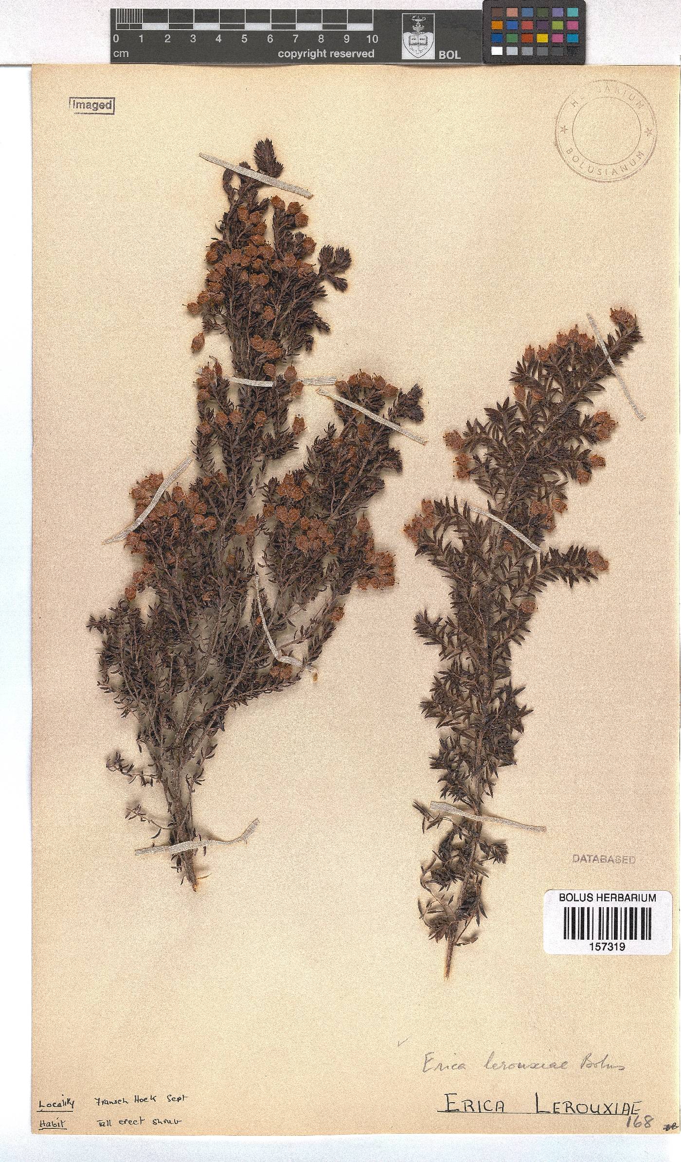 Erica lerouxiae image