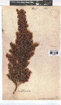 Erica lerouxiae image