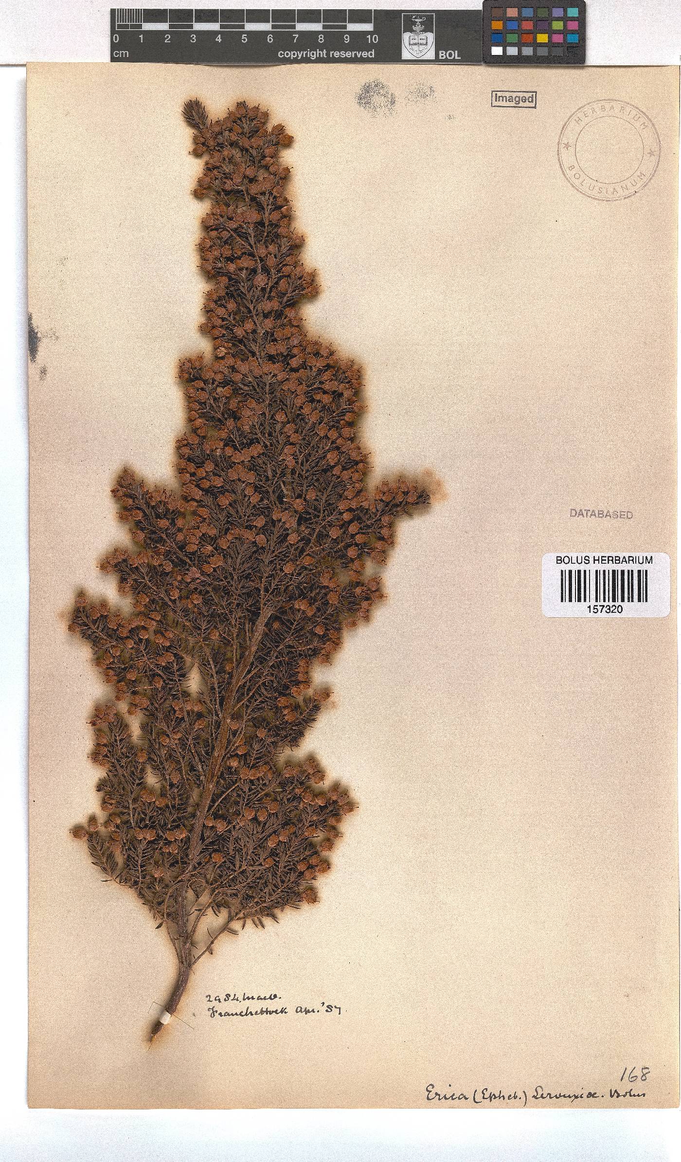 Erica lerouxiae image