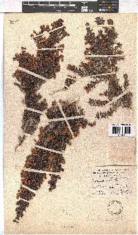 Erica lerouxiae image