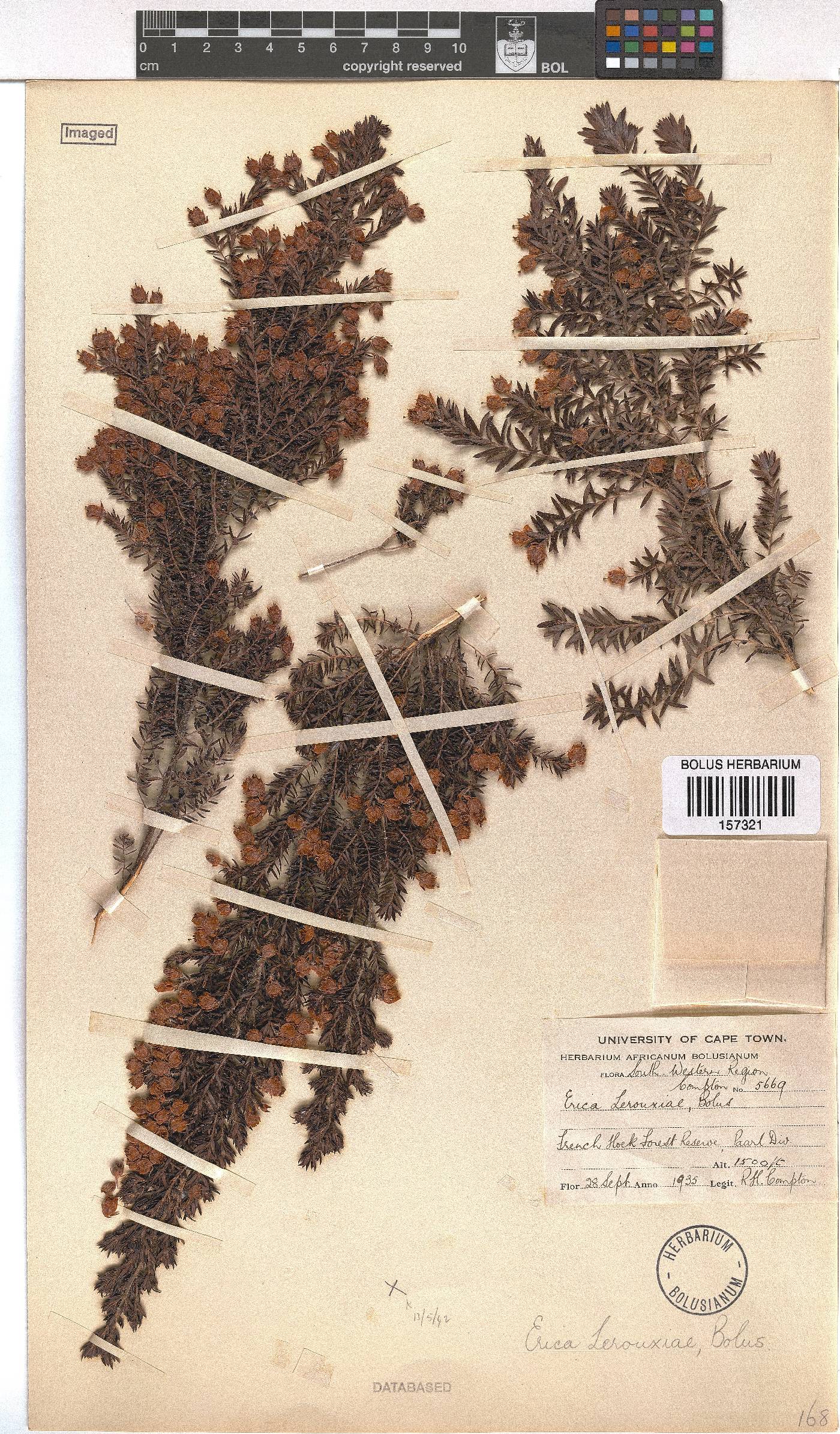 Erica lerouxiae image