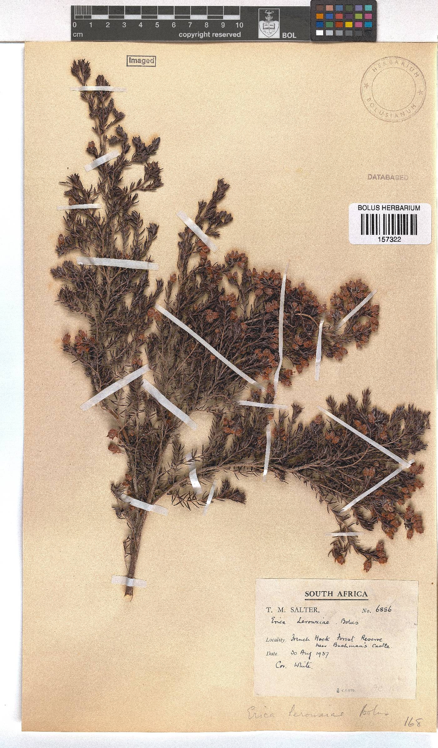 Erica lerouxiae image