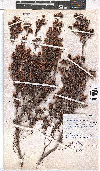 Erica lerouxiae image