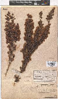 Erica lerouxiae image