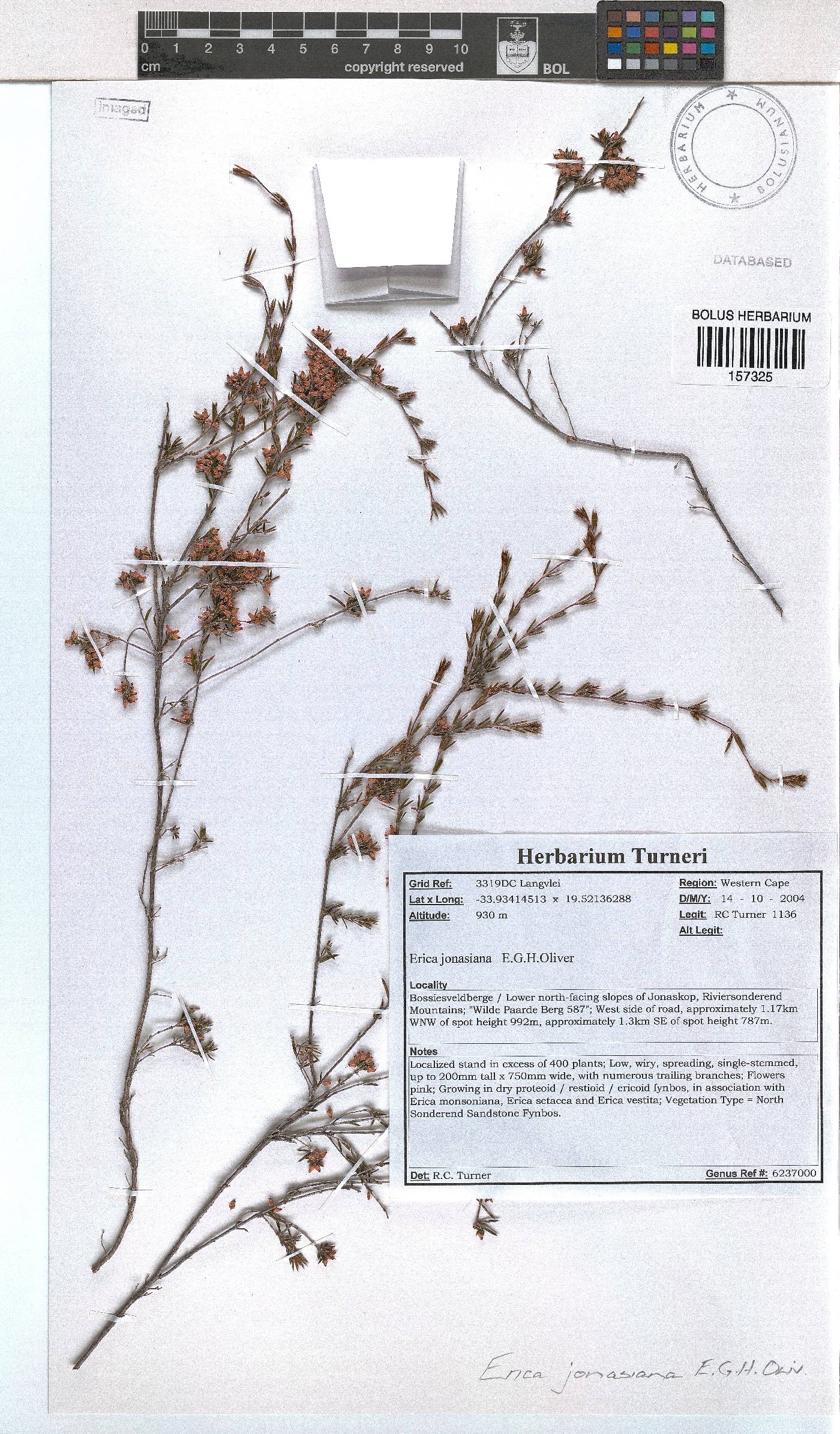 Erica jonasiana image