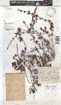 Erica jonasiana image