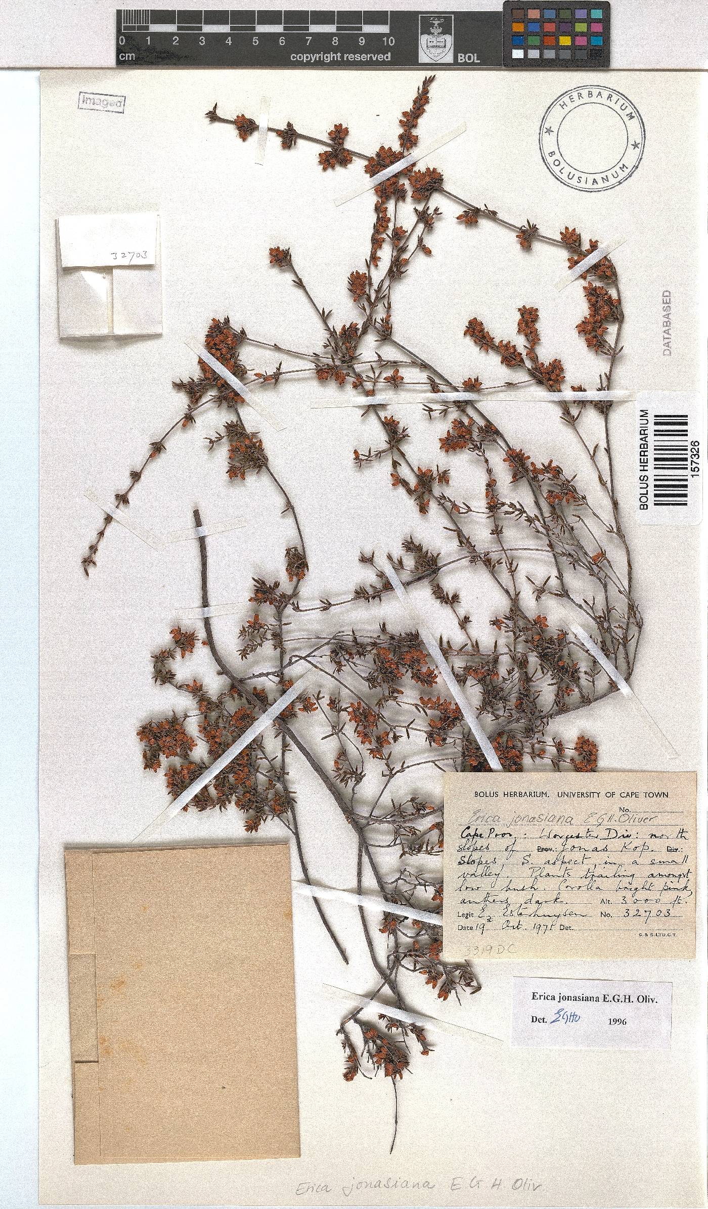 Erica jonasiana image