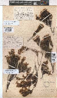 Erica jugicola image