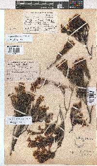 Erica jugicola image