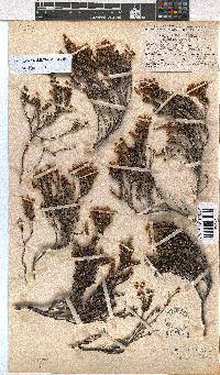 Erica jugicola image