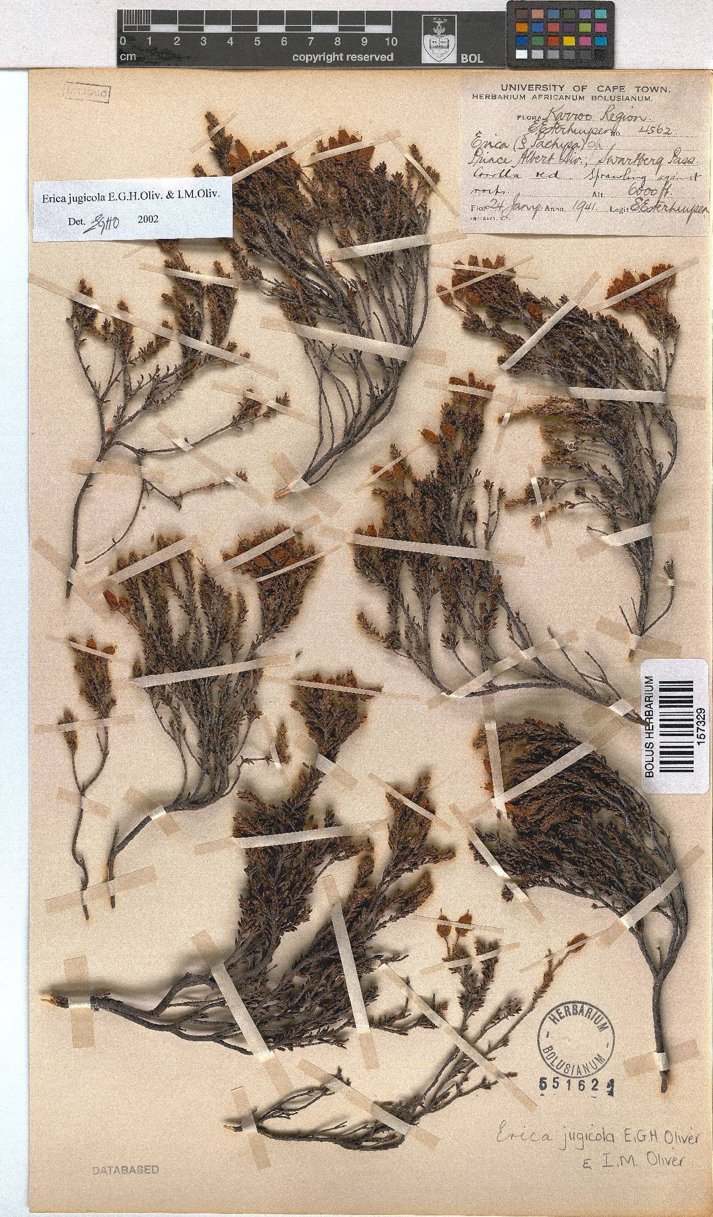 Erica jugicola image