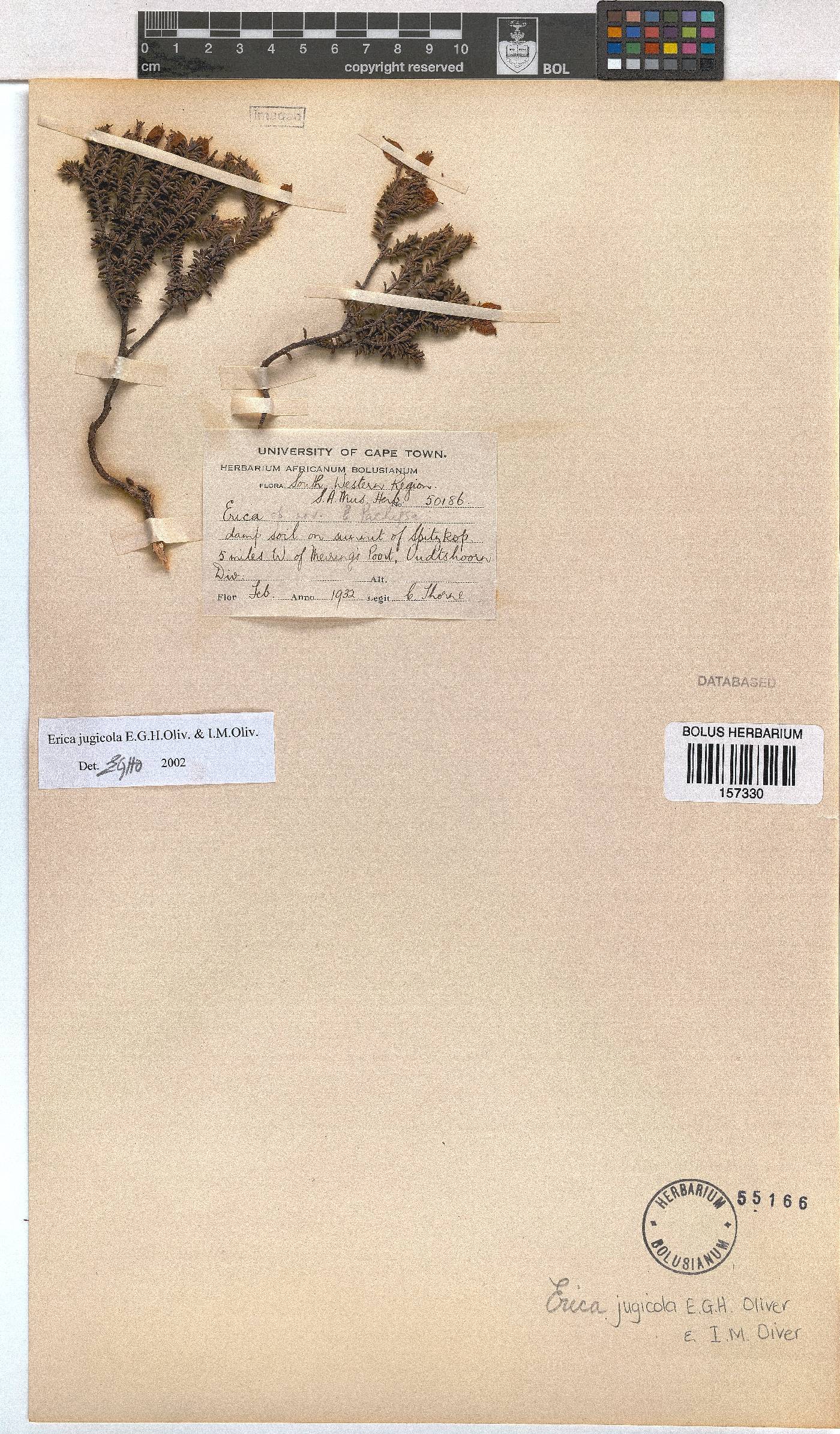 Erica jugicola image