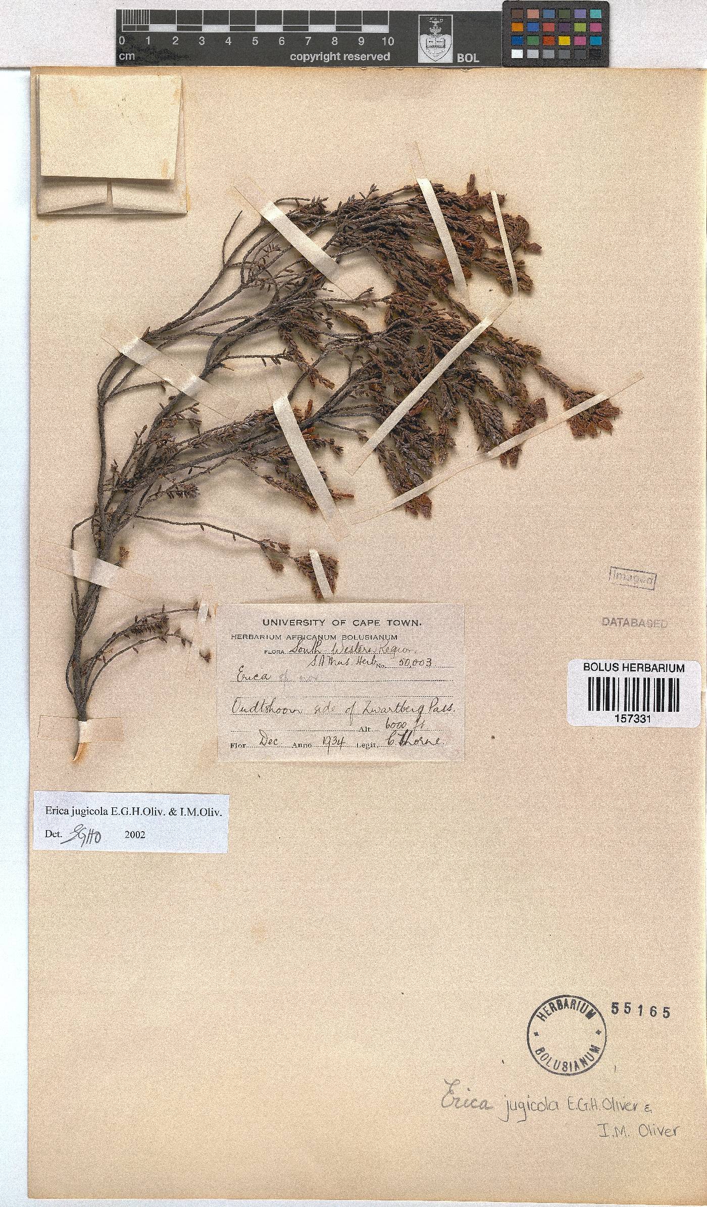 Erica jugicola image