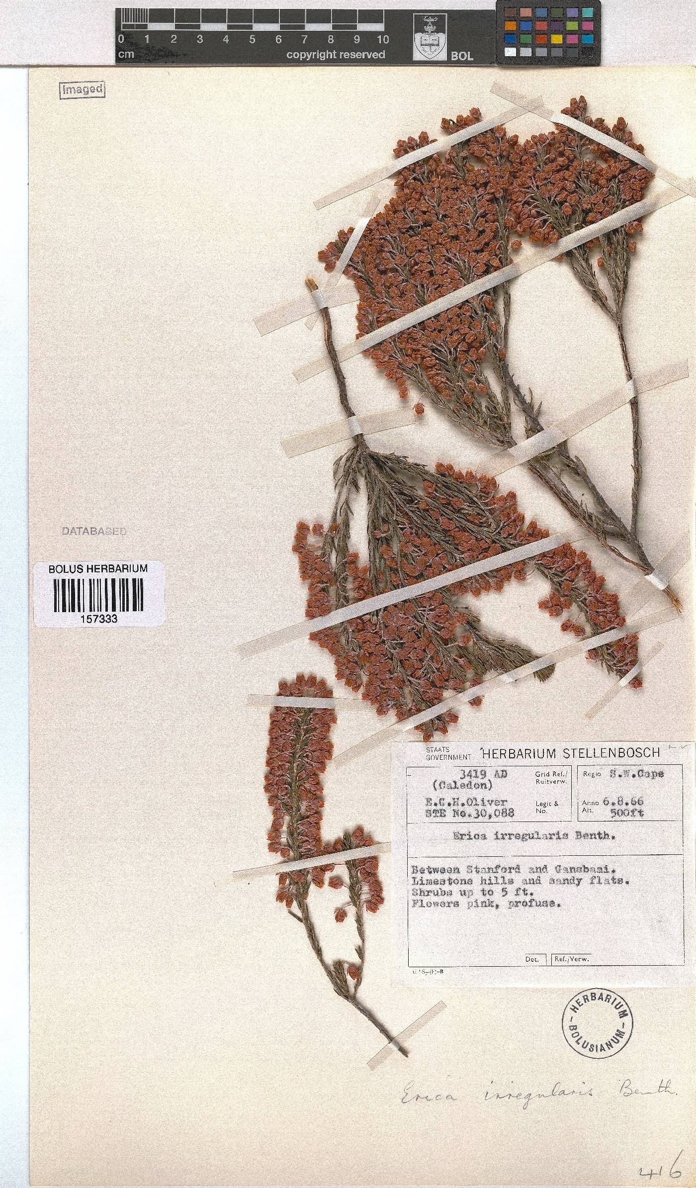 Erica irregularis image