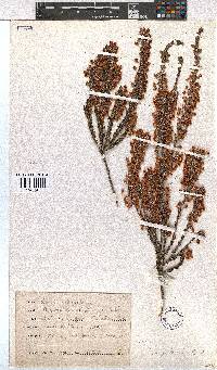 Erica irregularis image