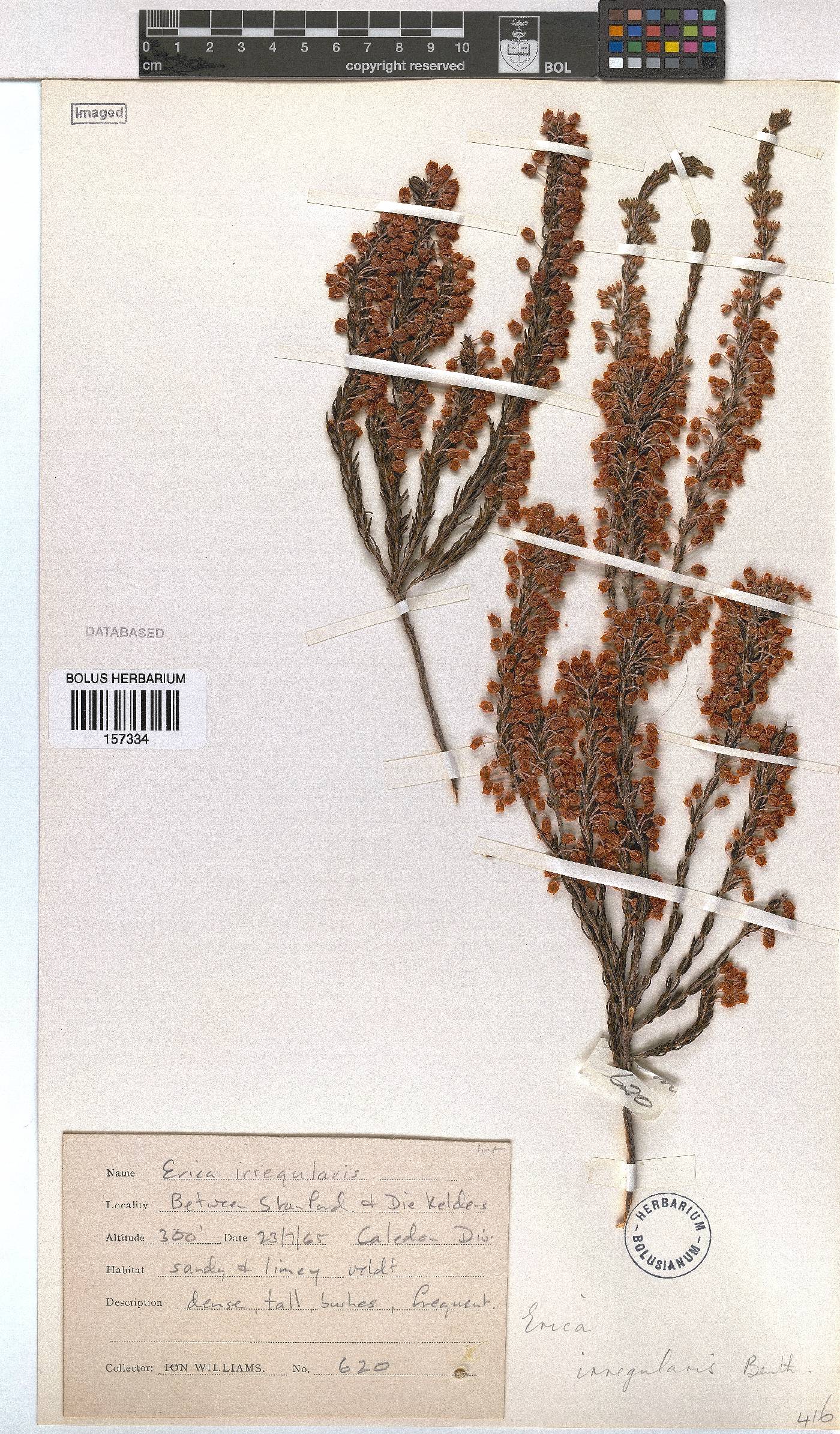 Erica irregularis image