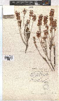 Erica irregularis image