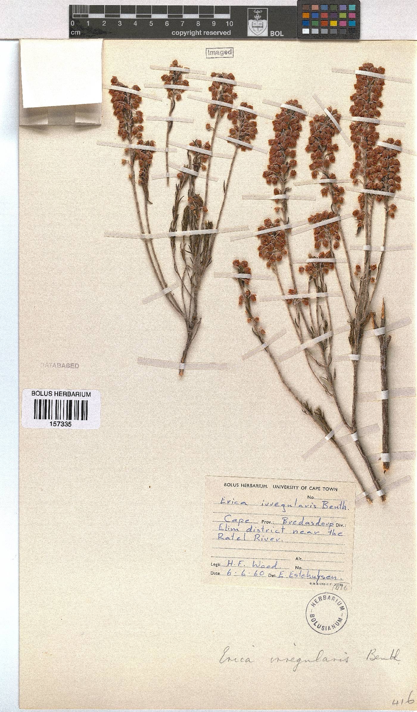 Erica irregularis image