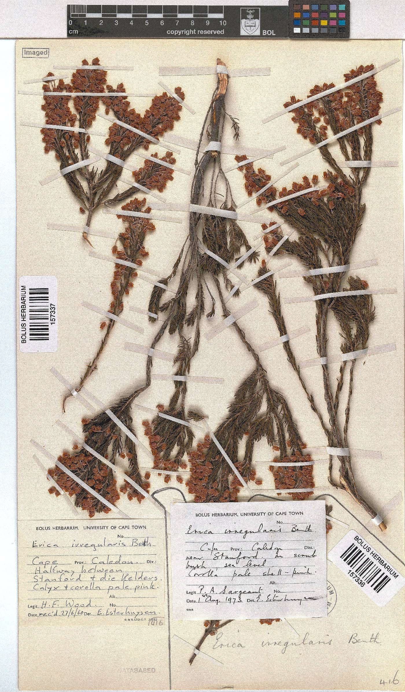 Erica irregularis image