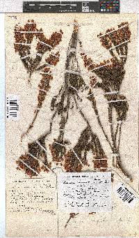 Erica irregularis image