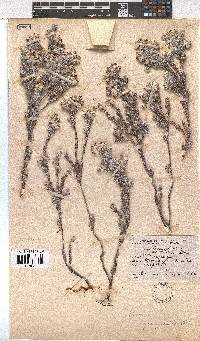 Erica gossypioides image