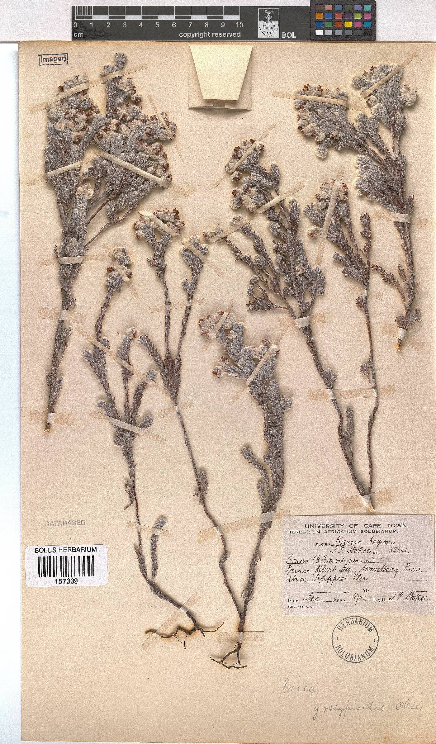 Erica gossypioides image