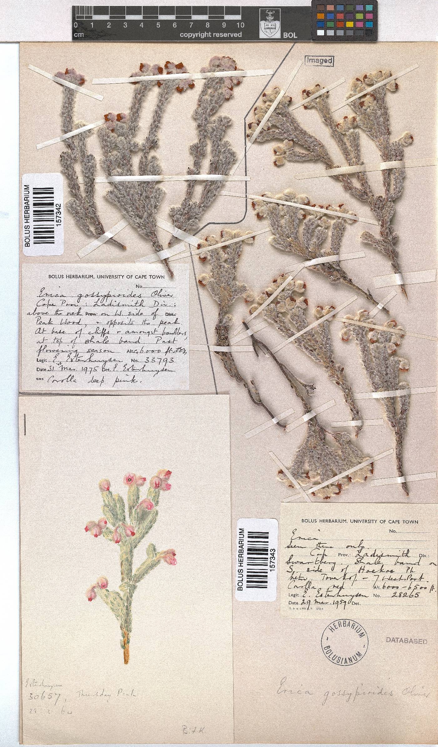 Erica gossypioides image