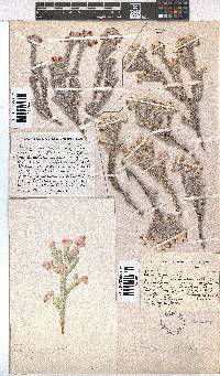 Erica gossypioides image