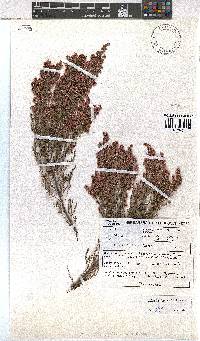 Erica flexistyla image