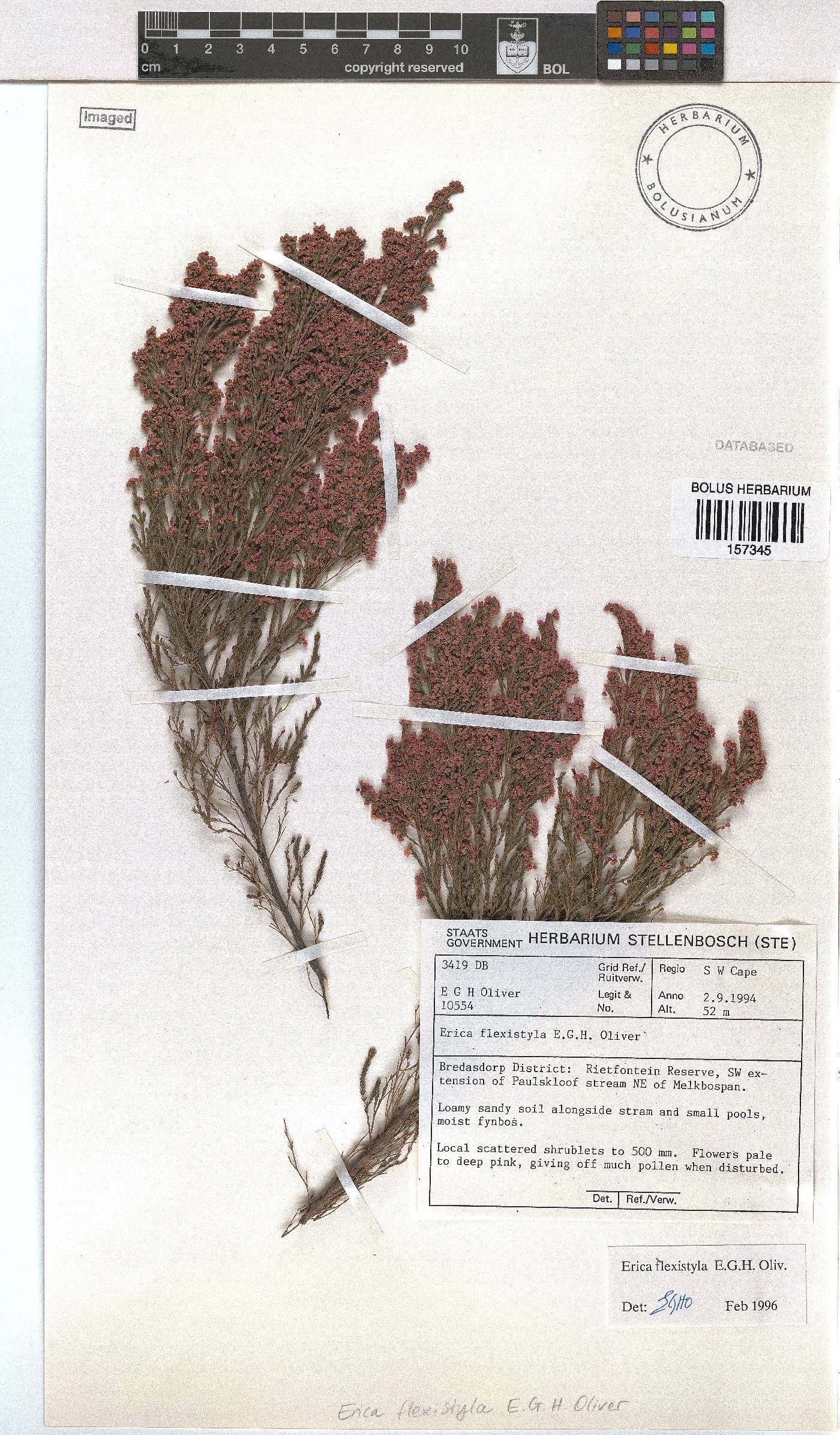 Erica flexistyla image