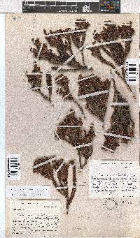 Erica orthiocola image