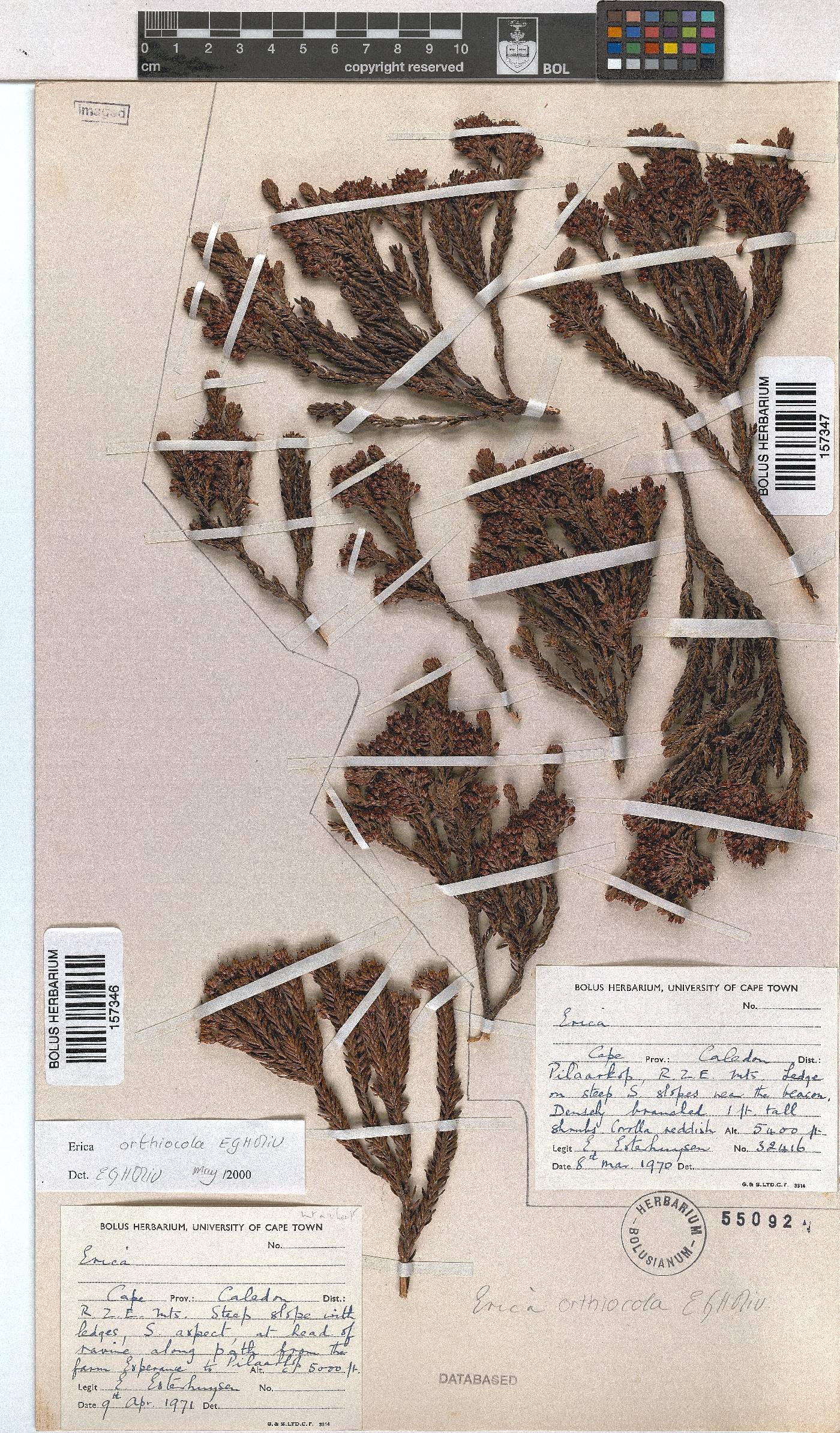 Erica orthiocola image