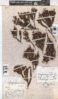 Erica orthiocola image