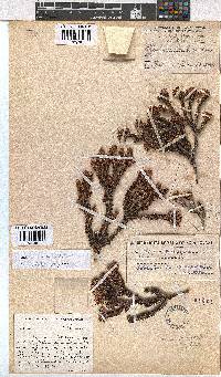 Erica orthiocola image