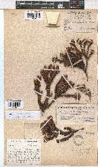 Erica orthiocola image