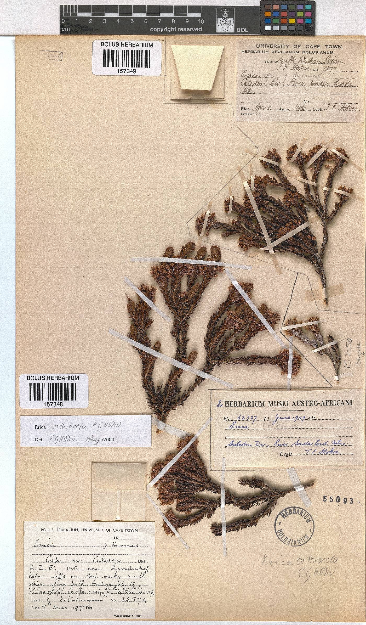 Erica orthiocola image