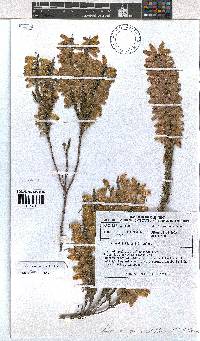 Erica penduliflora image