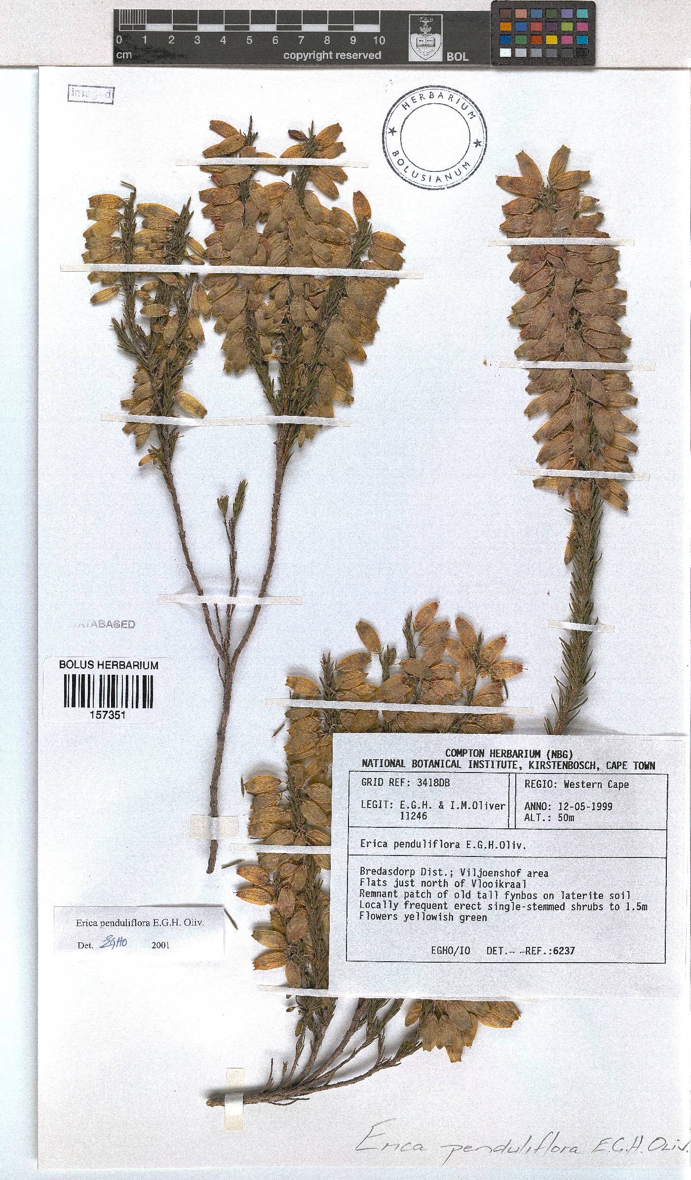 Erica penduliflora image