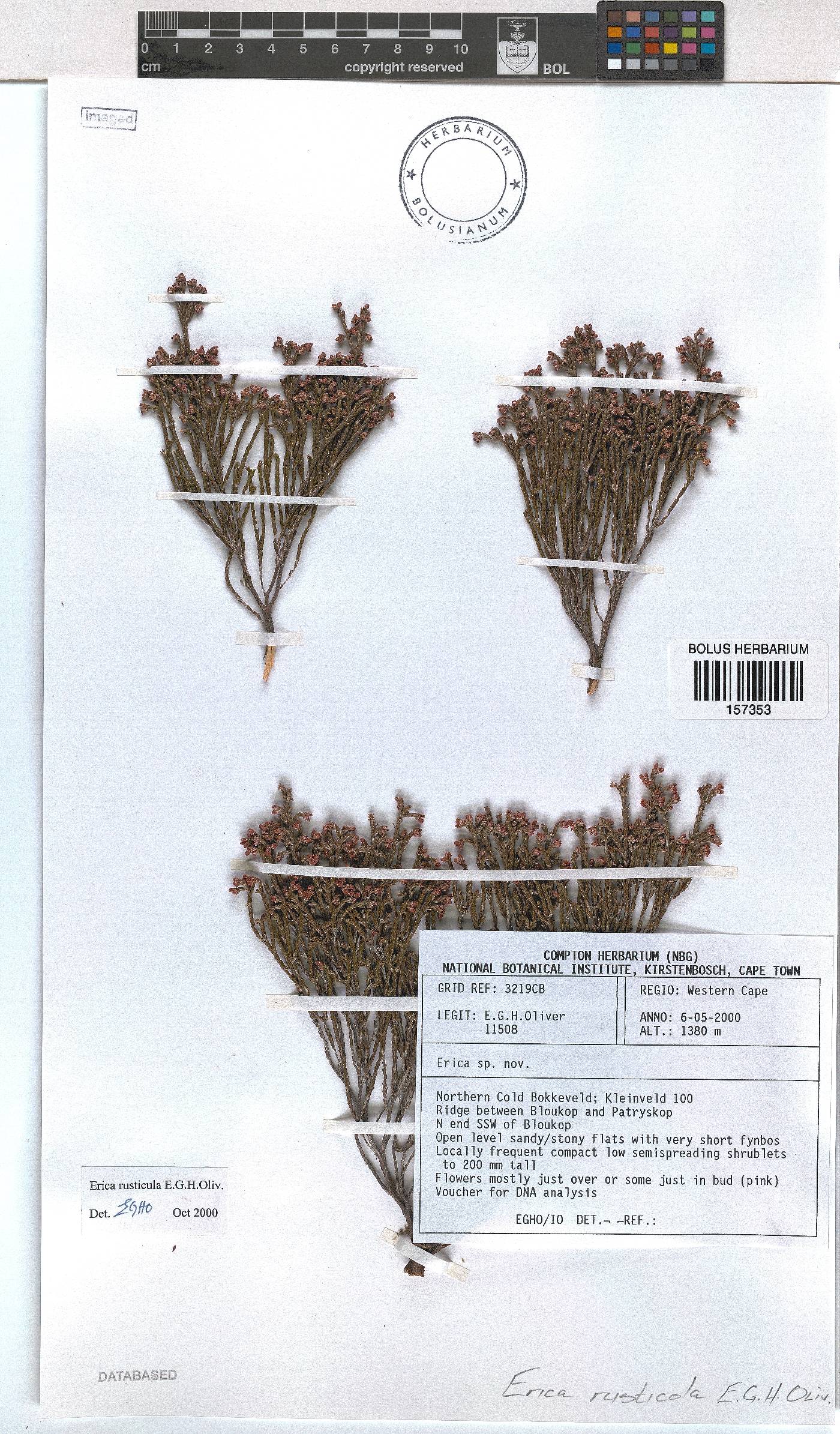 Erica rusticula image